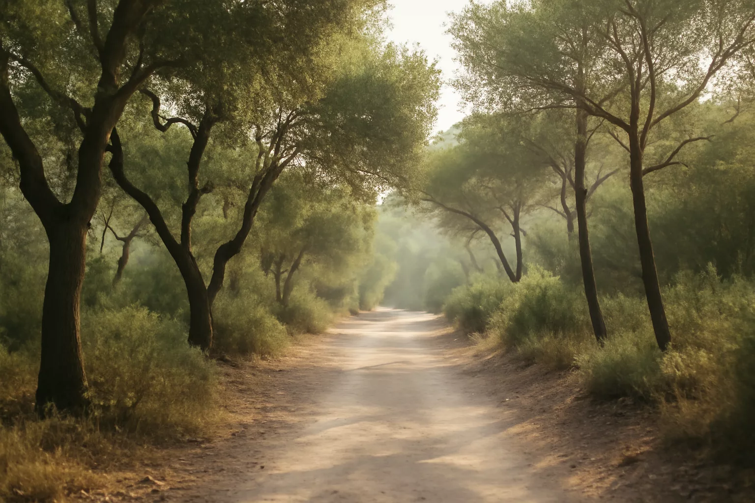 Camino tranquilo entre árboles con luz suave de mañana, símbolo de una nueva dirección